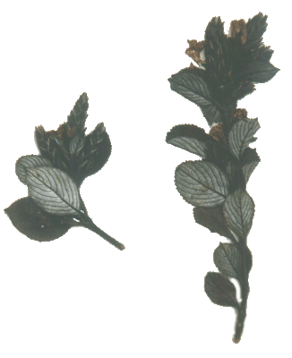 Strobilanthes kunthianus