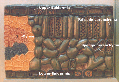 Cross - section of dicot leaf