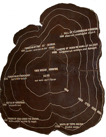 Cross section of Teak wood tree