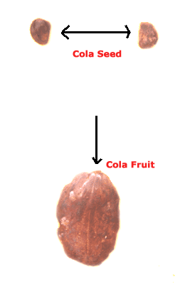 Cola nitida -Seed