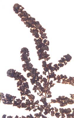 Turbinaria conoides