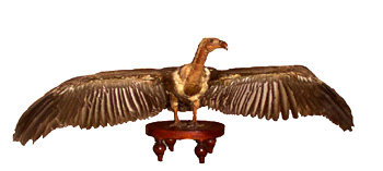 The White-Backed Vulture showing expanded wings