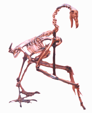 Covering and Skeleton of Bird