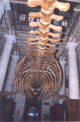 Skeleton of Baleen Whale - Posterior view