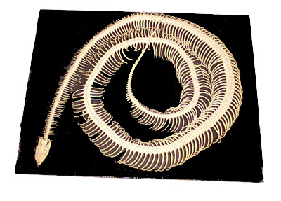 Skeleton of the Python 