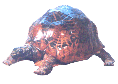 Starred Tortoise