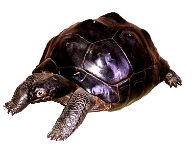 The Land Tortoise from Seychelles