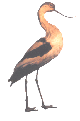 Avocet