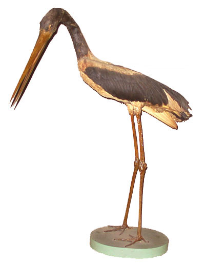 Black-necked Stork 