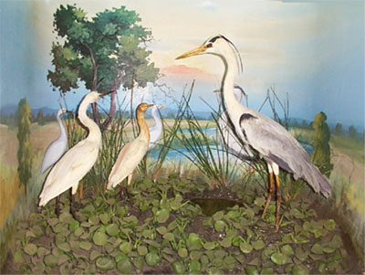 Egrets and Grey Herons