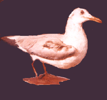 Gull