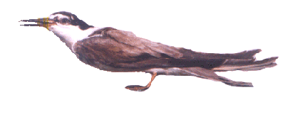 Tern