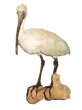 White Ibis