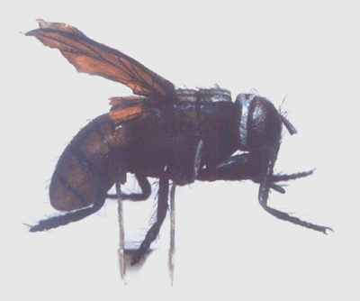 Model of House Fly