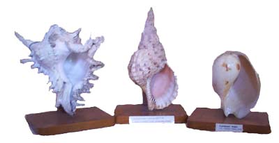 Murex, Cymatium and Melon Shell