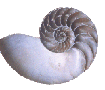 Nautilus