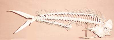 The Skeleton of Butter Fish