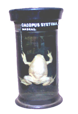 Cacopus systoma