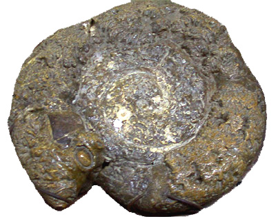 Ammonite