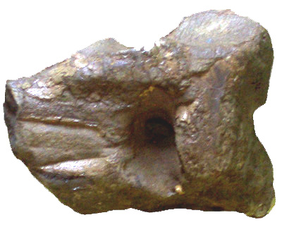 Fossil Elephant Skull