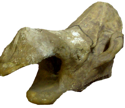 Fossil Rhinoceros