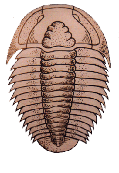 Trilobite