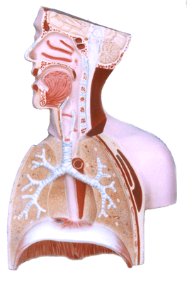 Respiratory system of man