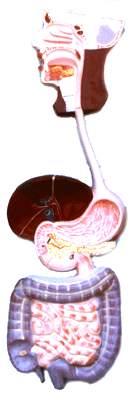 Digestive system of man