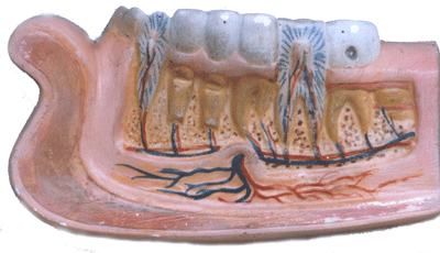 Model of teeth with mandible