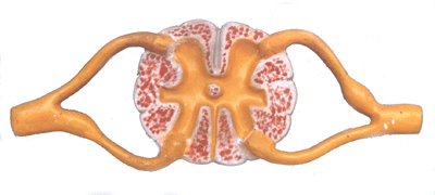 Cross section of Spinal cord