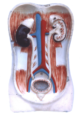 Excretory system of man