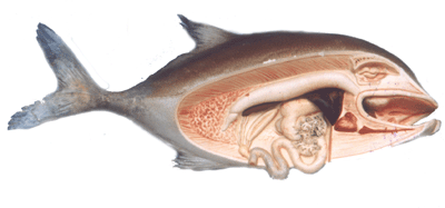 model of a dissected fish