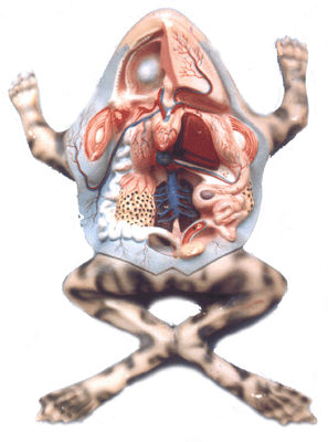 model of a dissected frog